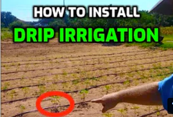 This is Why Drip Irrigation is KING - How to Install Drip Irrigation