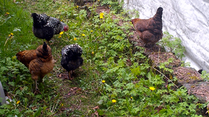 5 Reasons Chickens & Gardens are Made for Each Other